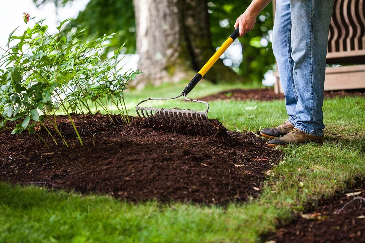 Person using a garden rake to till soil around a green shrub in a backyard with grass, trees, and a wooden fence.