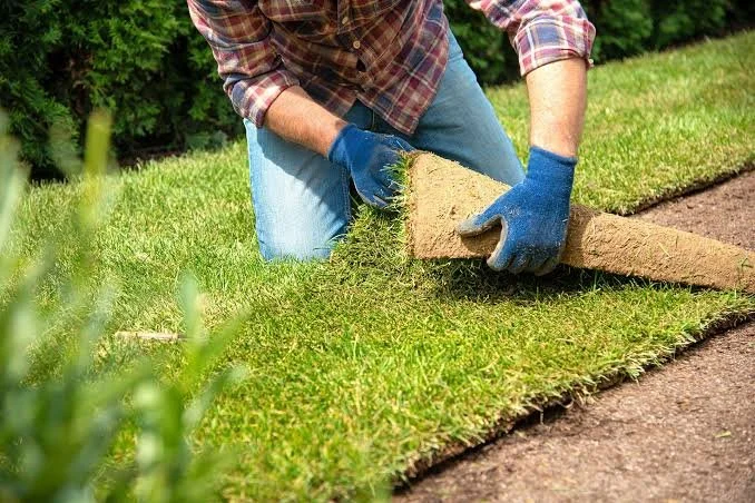Person installing a sod lawn outdoors, wearing gloves and plaid shirt.
