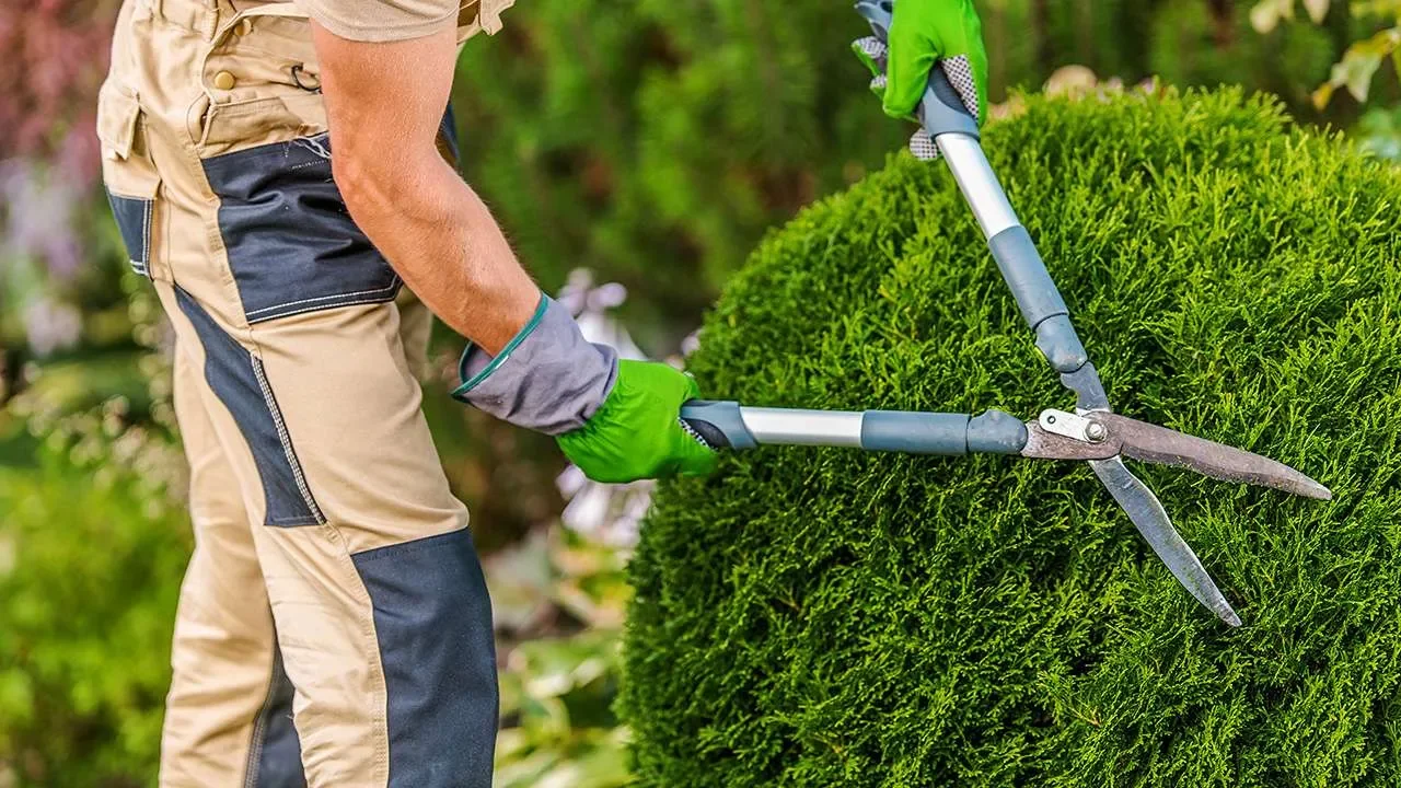 A person trimming a round, green bush with hedge clippers in a garden.