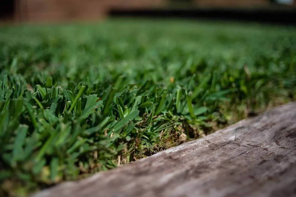 Close-up of green grass next to a weathered wooden surface, with a blurred background.