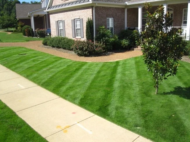 Well-maintained front yard with lush green grass, a small tree, and a sidewalk in front of a brick house with a garden bed.