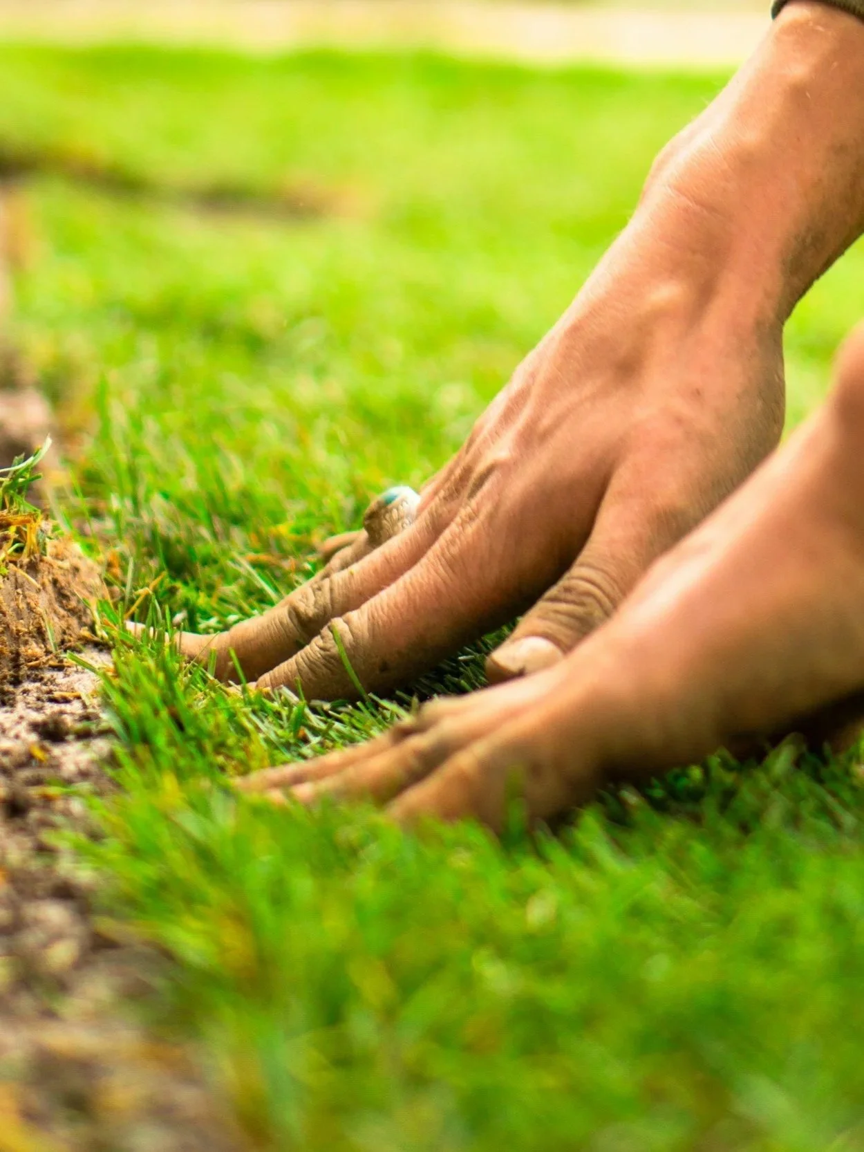 Close-up of a person's hands planting grass seeds in soil with green grass in the background.