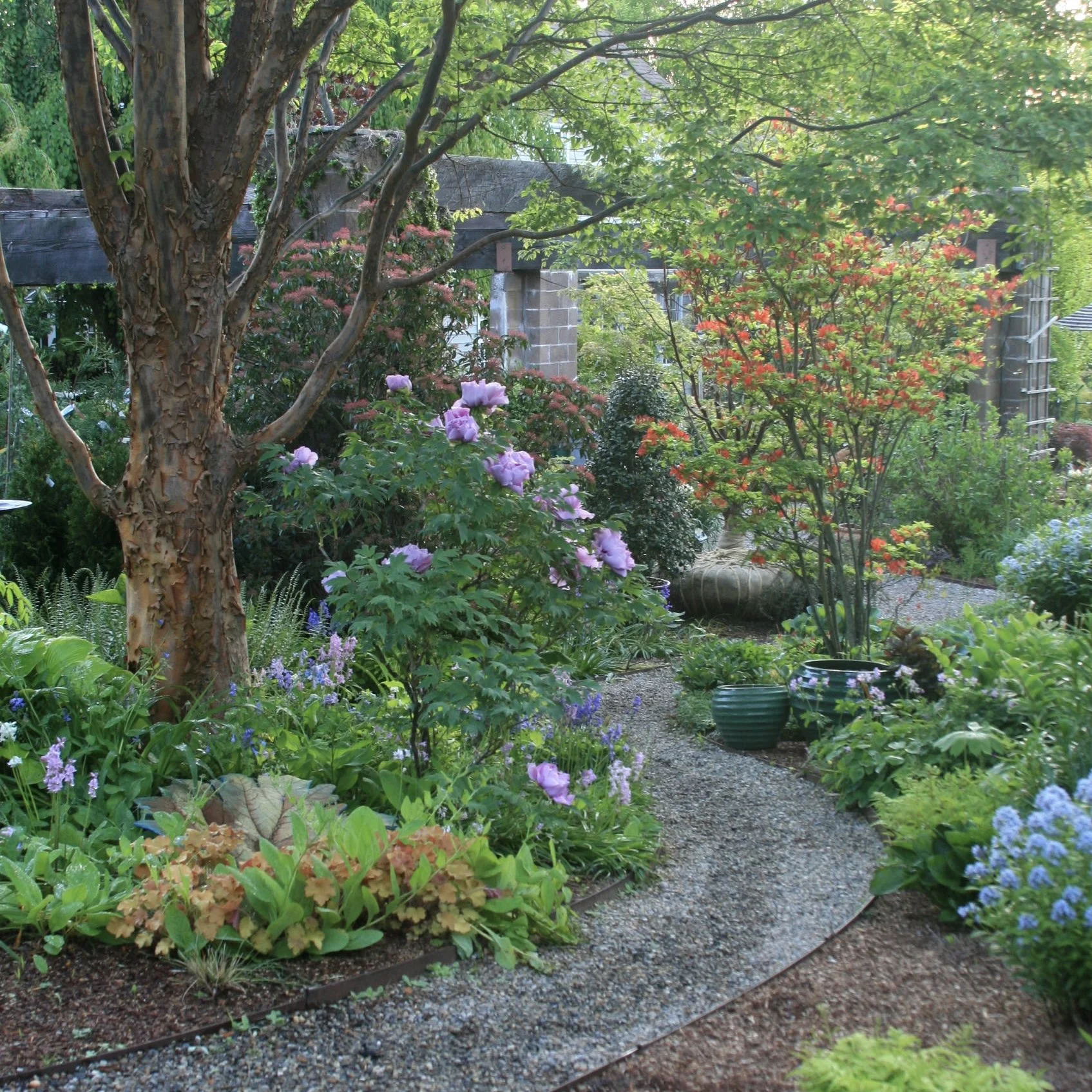 A lush garden with a gravel path winding through various green plants and flowering bushes. There's a large tree with textured bark on the left and a brick structure in the background. Potted plants and colorful blossoms are also visible.