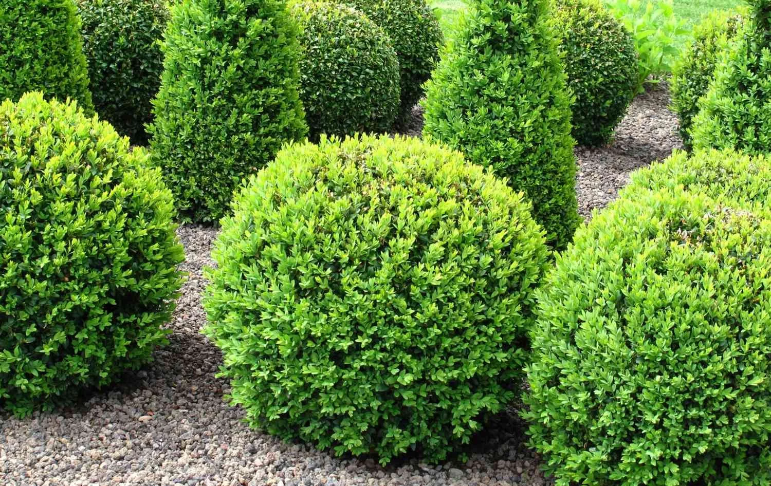 Green, rounded bushes planted in a garden with gravel ground covering.