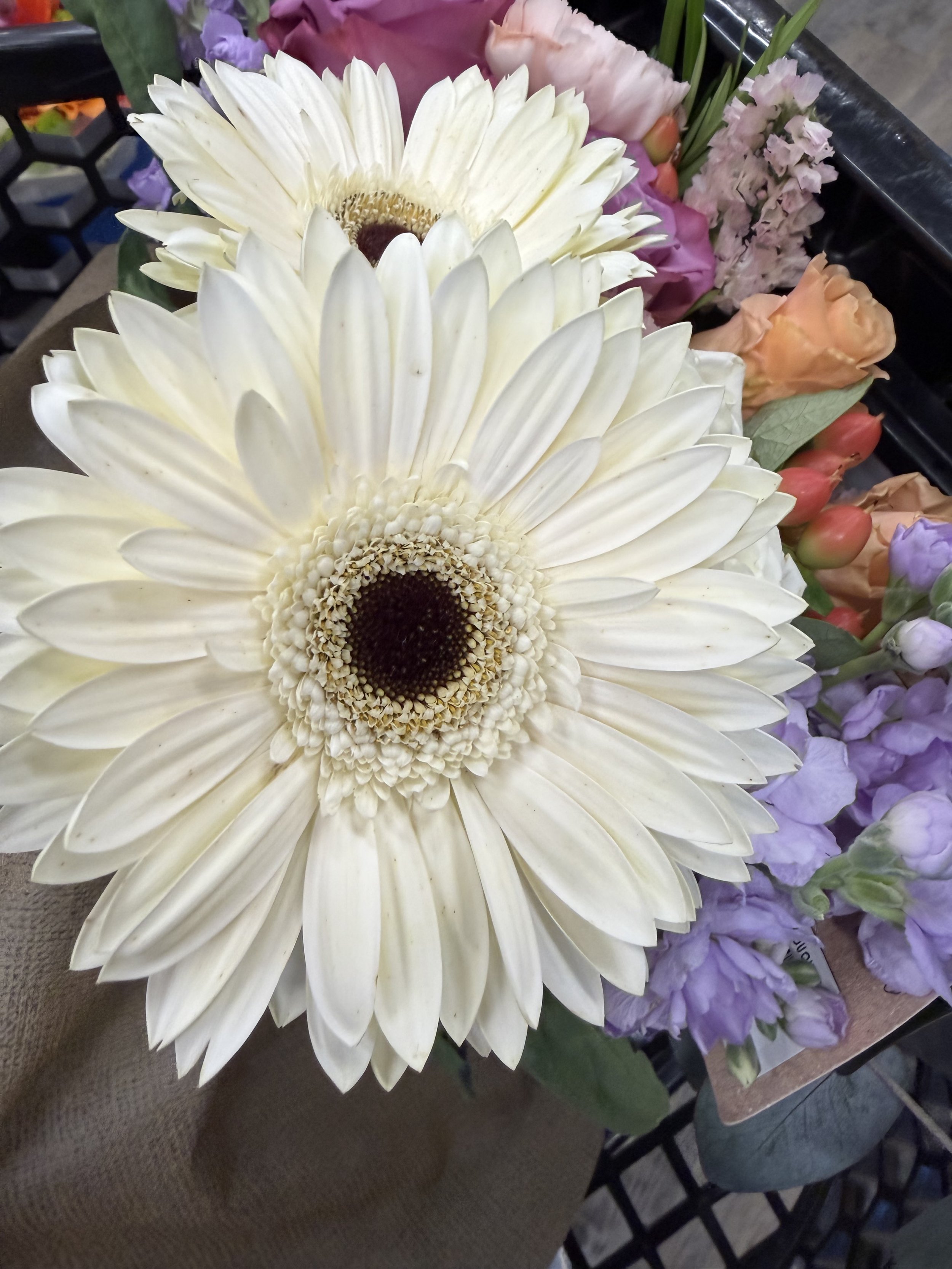 Close-up of white gerbera daisies to support Intimate Weddings, Elopements, Micro Weddings, and Destination wedding planning