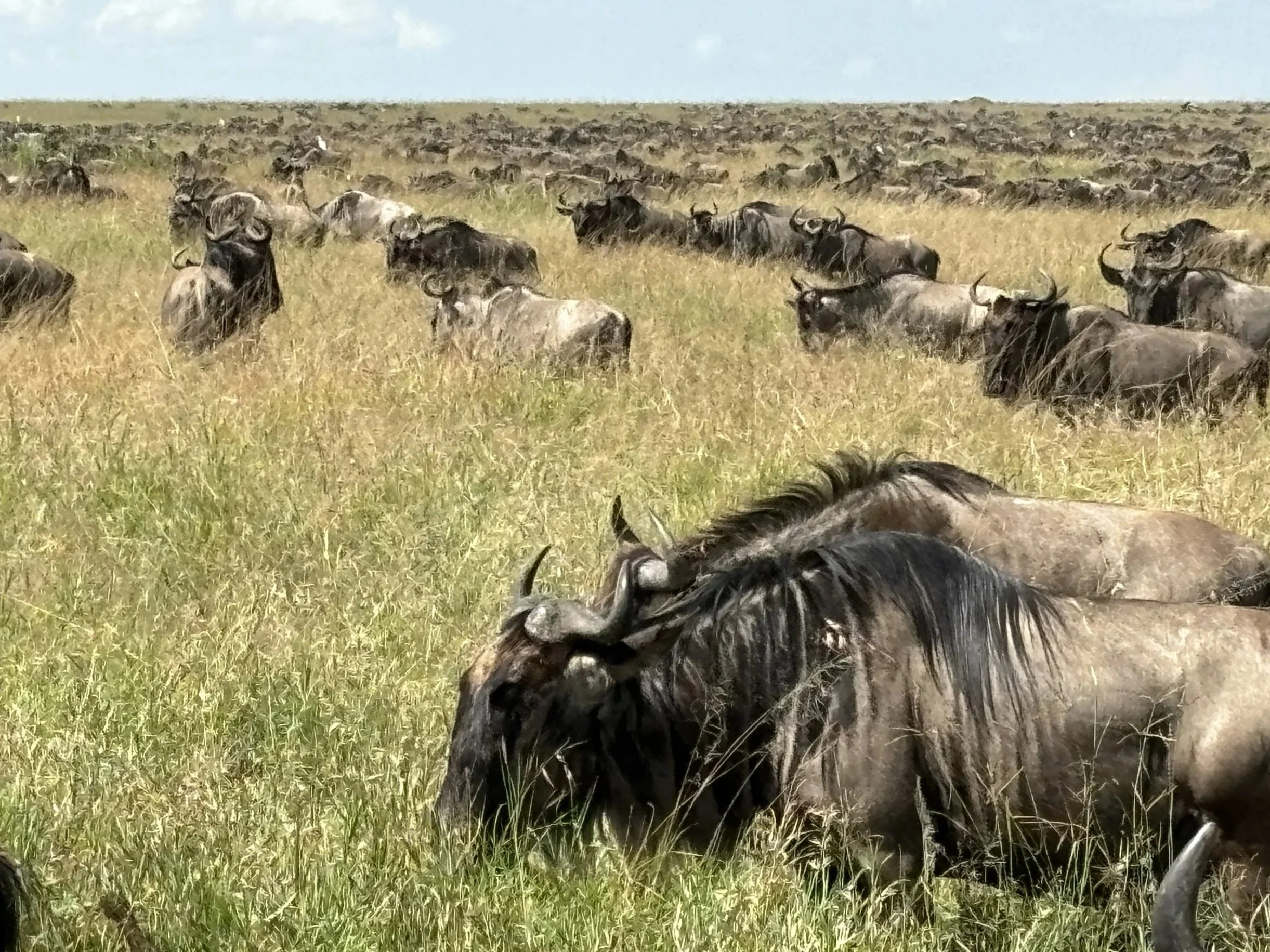 Millions of wildebeest on the move and grazing in the Great Serengeti Migration, Tanzania