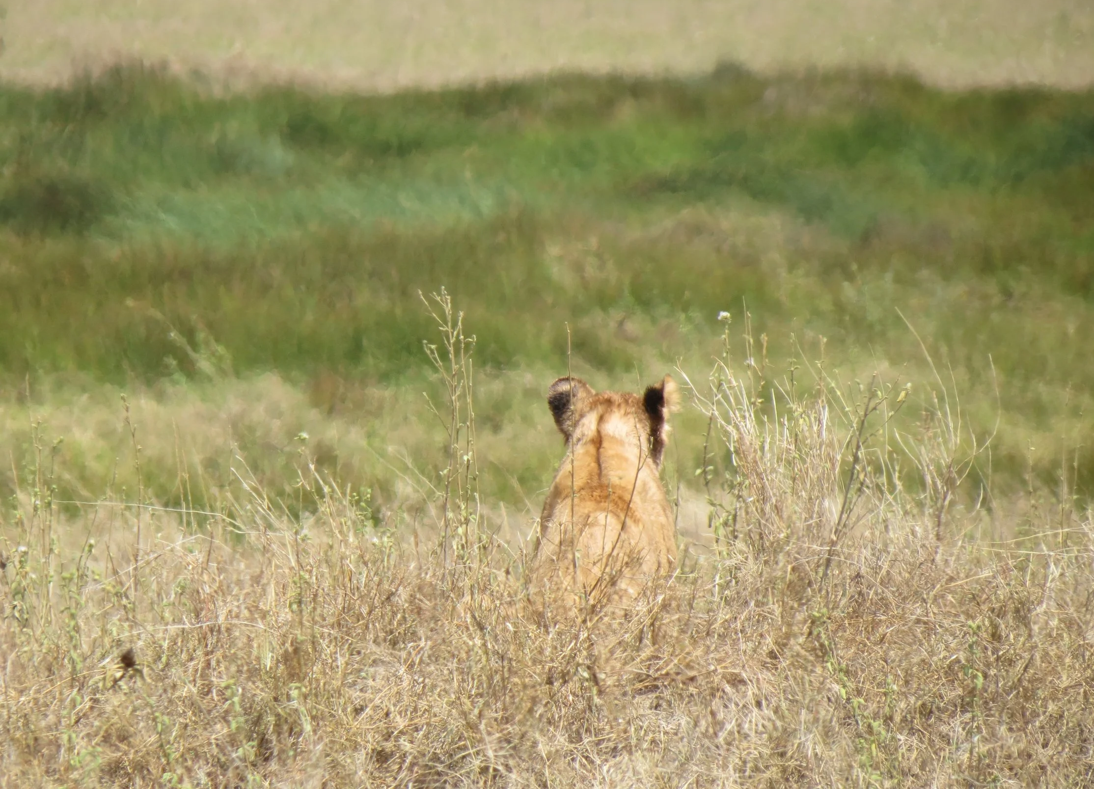 A young lion cub spotted in the wilderness, looking at the vast Serengeti Plains, during a Tanzania Serengeti safari