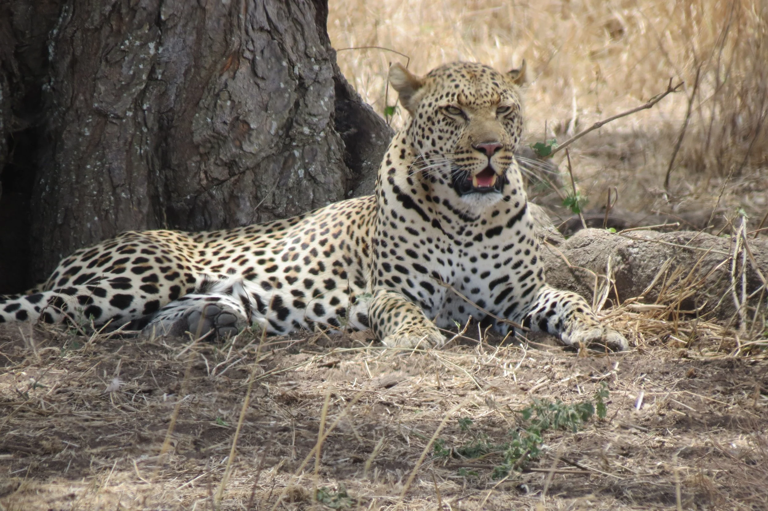 A leopard resting on the ground near a tree trunk in the Serengeti, spotted while on a Tanzania safari.