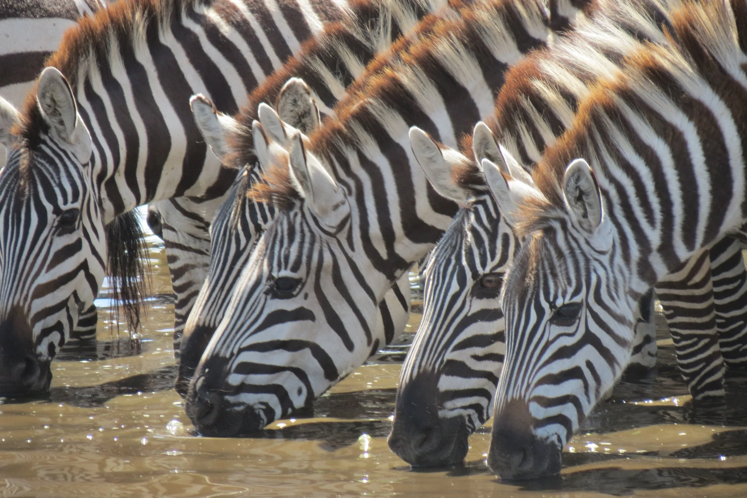 Spotting a group of zebras standing and drinking water in the Serengeti on a Tanzania safari