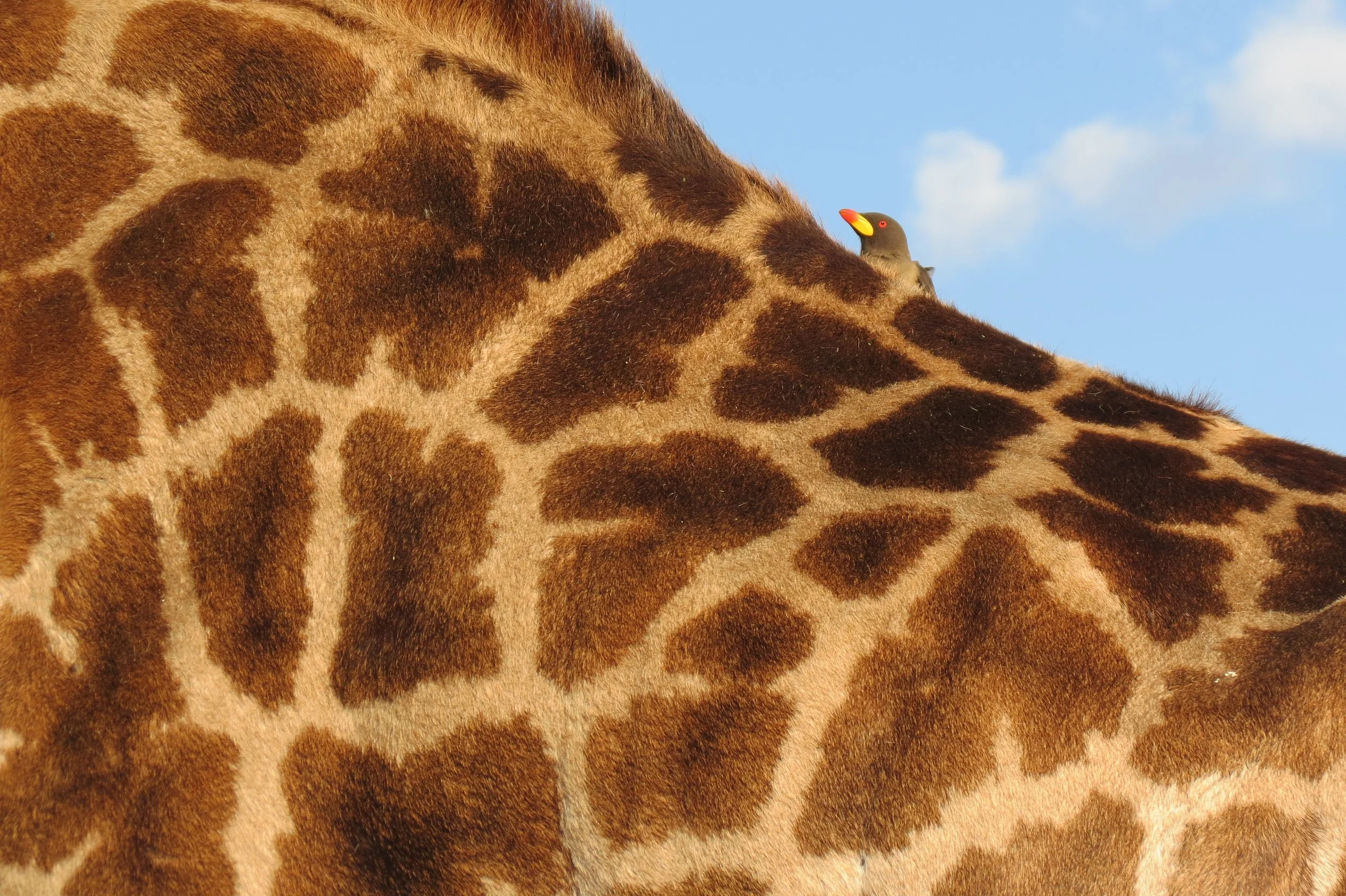 A close-up of a giraffe's patterned coat with a small bird perched on its neck, against a blue sky with clouds in the Serengeti, Tanzania