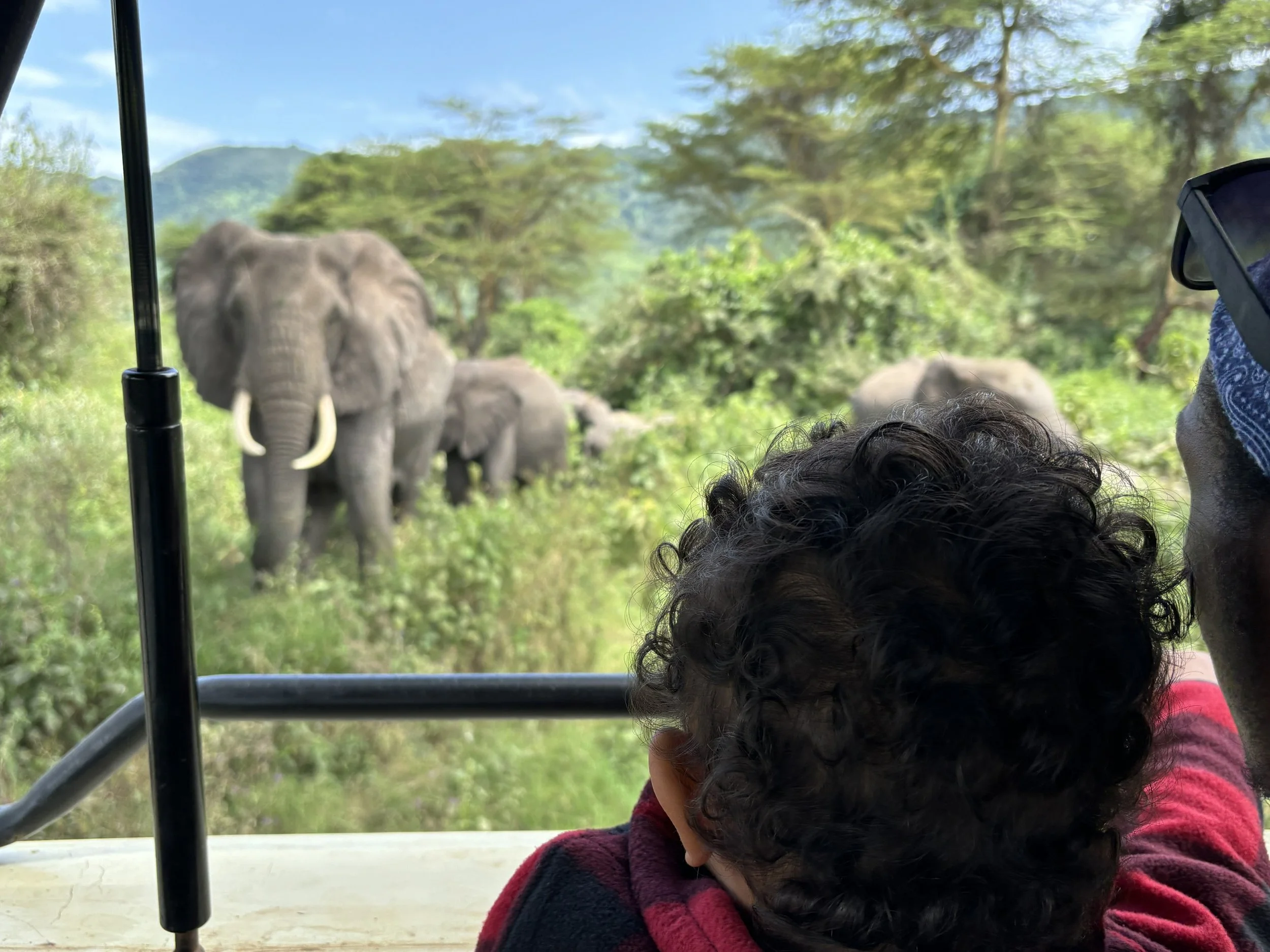 A child on a family Tanzania safari sitting in a 4x4 open top safari vehicle, with Ngorongoro Crater Forest elephants visible in the background