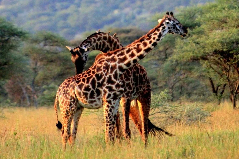 Two giraffes standing in the shadows of the Great Rift Valley Escarpment in Lake Manyara