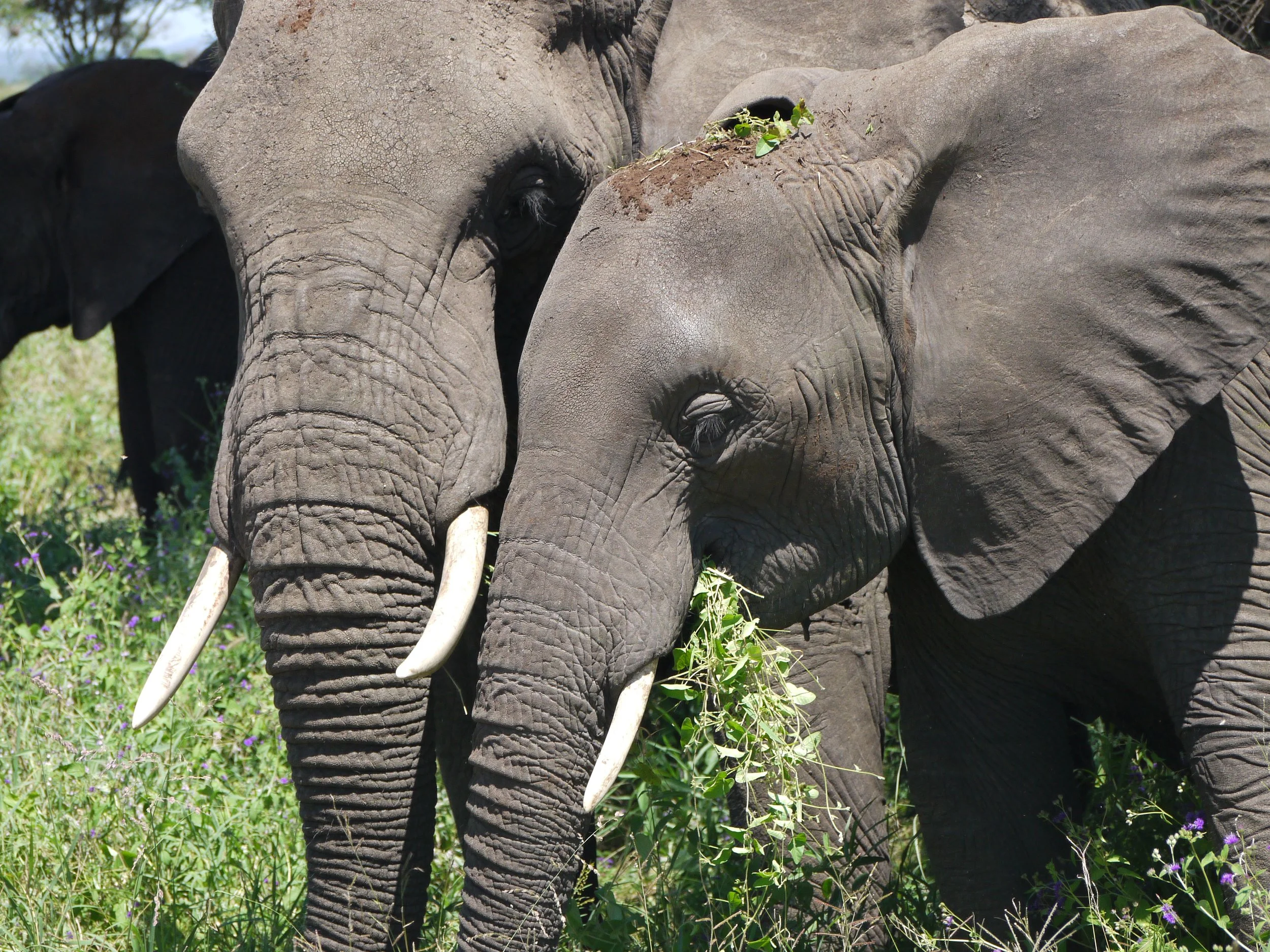 Close-up of two Tarangire National Park elephants standing close together in a grassy field