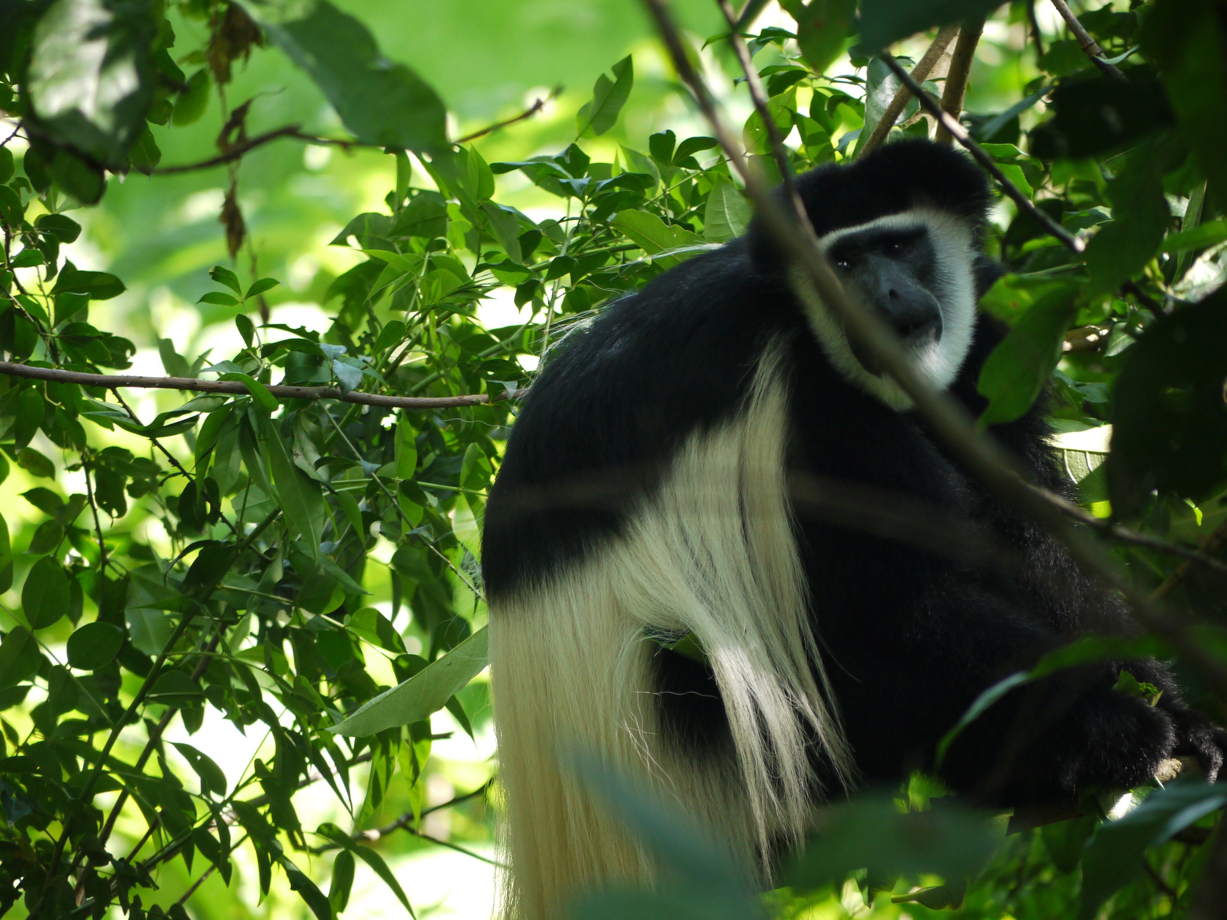 A black and white colobus monkey sitting among green leaves in the Arusha National Park.