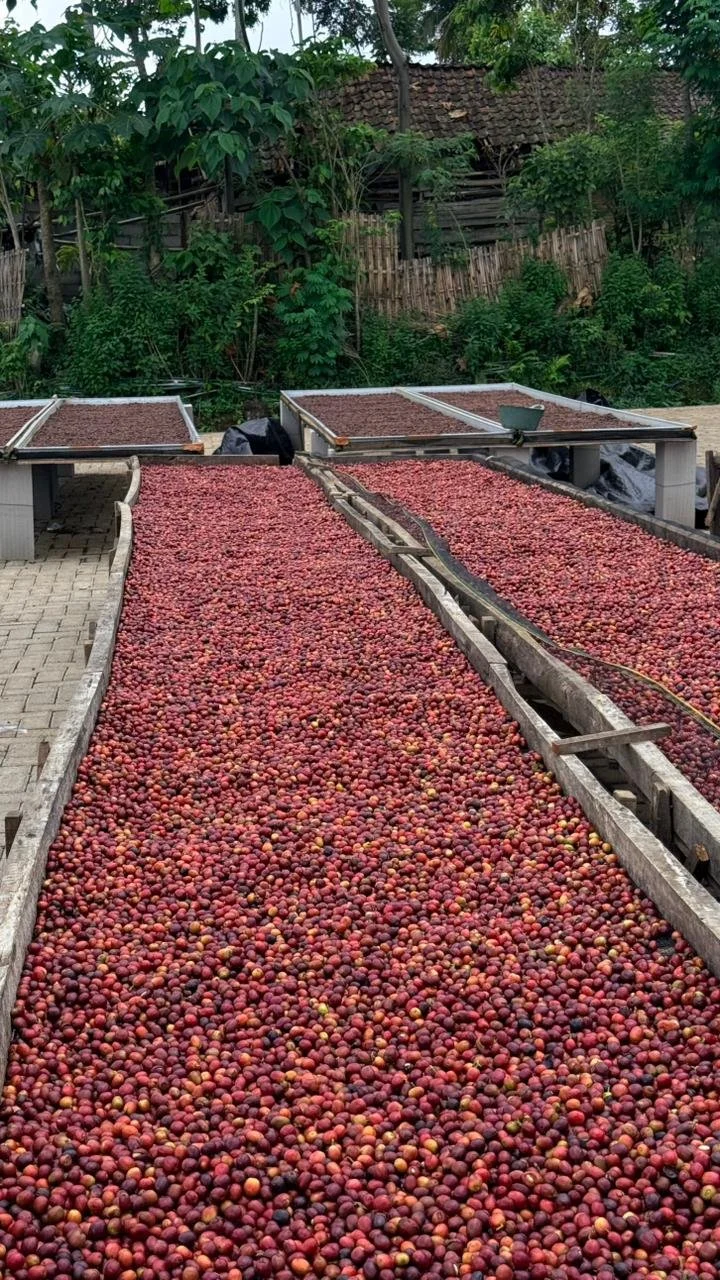 Rows of red and purple coffee cherries drying in the sun on raised drying beds.