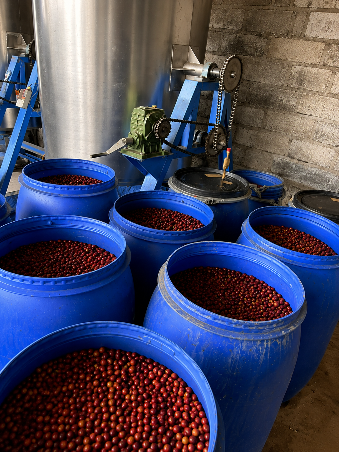 Blue plastic barrels filled with red cherries in a coffee processing facility, with industrial machinery for processing the cherries.
