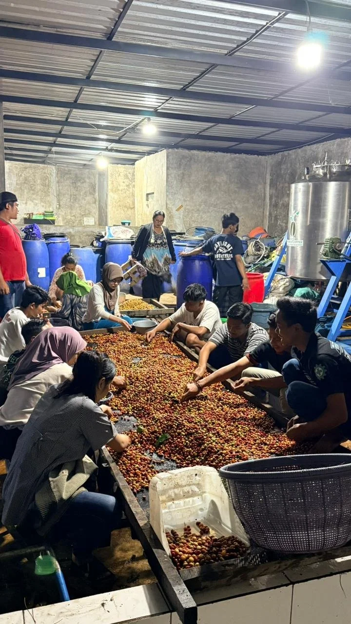 People working together to sort and process a large quantity of small, round fruits or berries in an indoor facility with industrial lighting, large blue containers, and a metal ceiling.