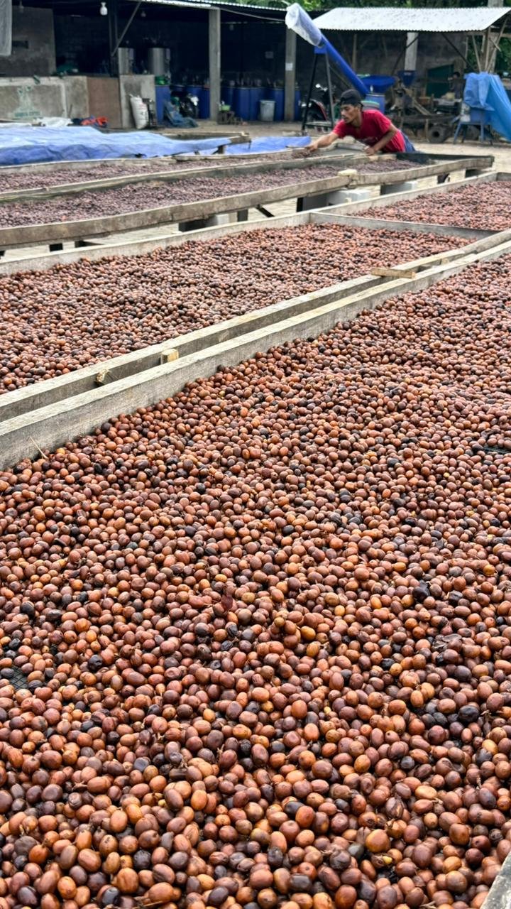 A person working on drying coffee beans spread out on wooden drying racks in an outdoor setting.