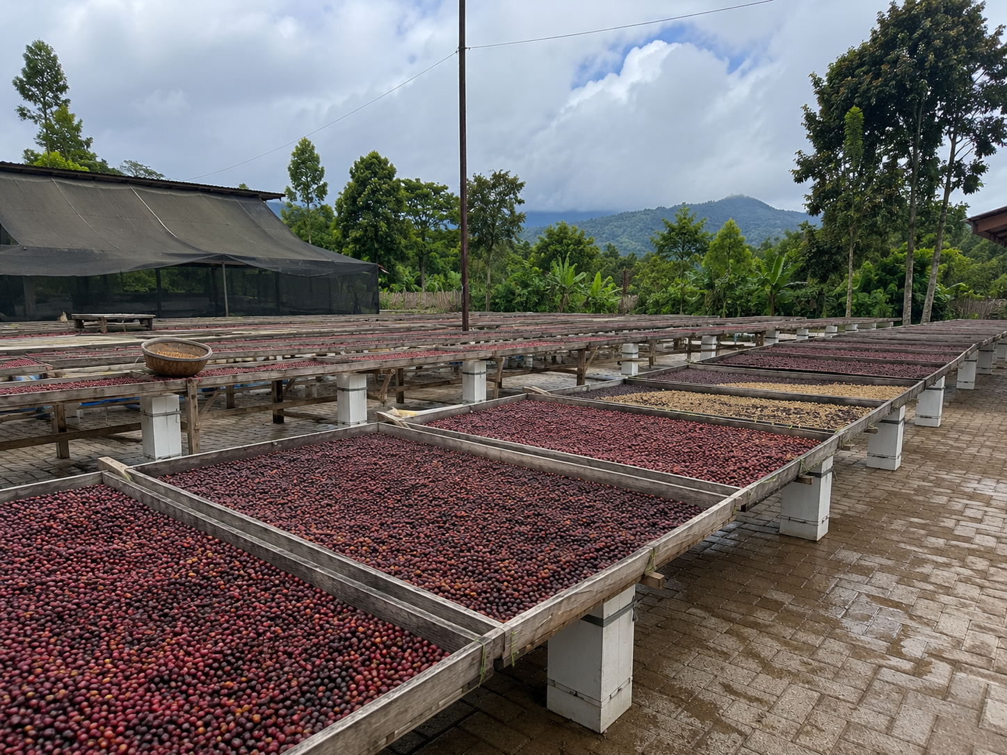 Rows of drying coffee cherries on raised wooden beds outdoors with green trees and mountains in the background under cloudy sky.
