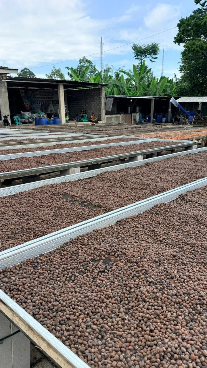 Drying coffee beans spread out on rectangular tables in an outdoor setting, with a small building in the background and lush greenery surrounding the area.