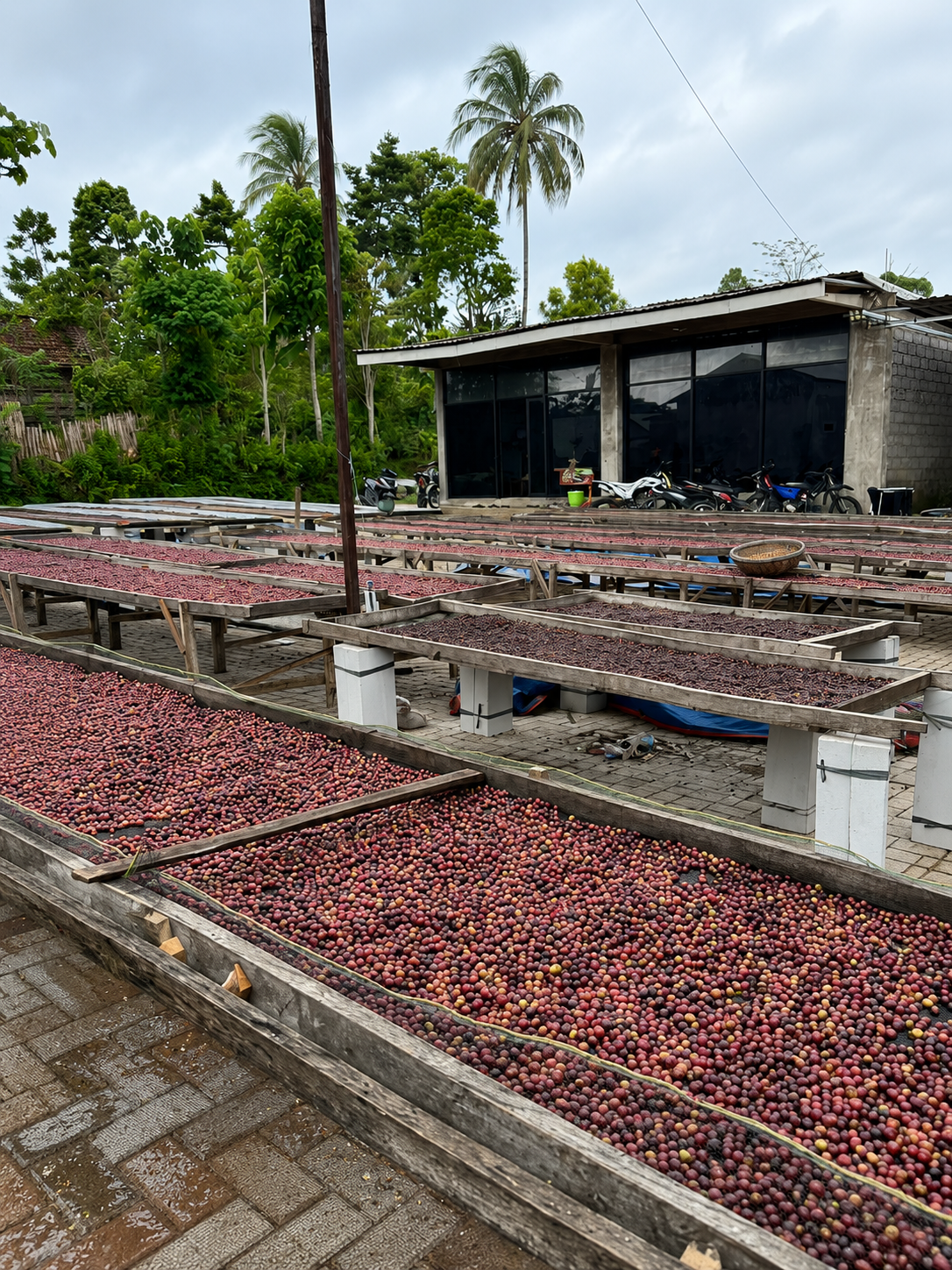 Coffee cherries drying on wooden frames outside a building with motorcycles parked nearby, with palm trees and greenery in the background.