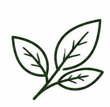 Simple drawing of three leaves with visible veins.