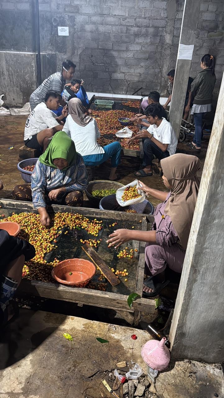 People gathering around large trays of harvested coffee cherries, sorting and processing them in an indoor workspace.