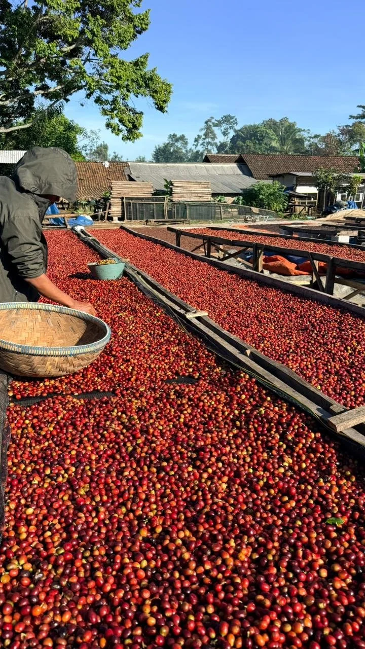 Multiple drying beds with red coffee cherries laid out in the sun, with a person harvesting cherries in the foreground, in a rural area with trees and simple buildings.