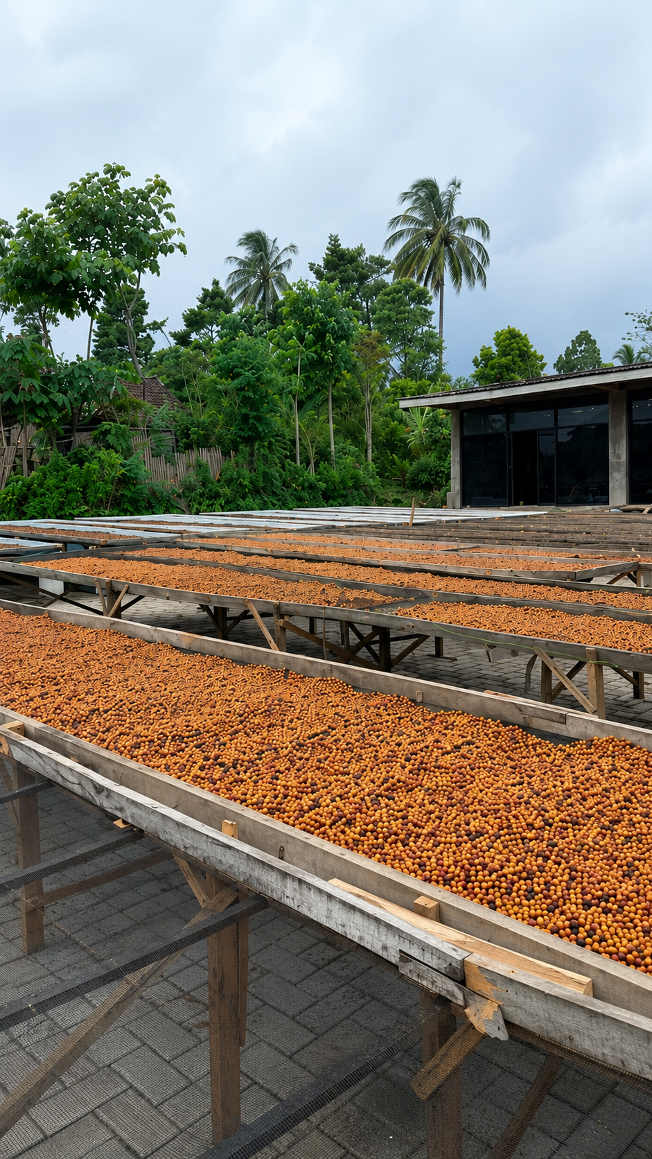 Coffee drying naturally.