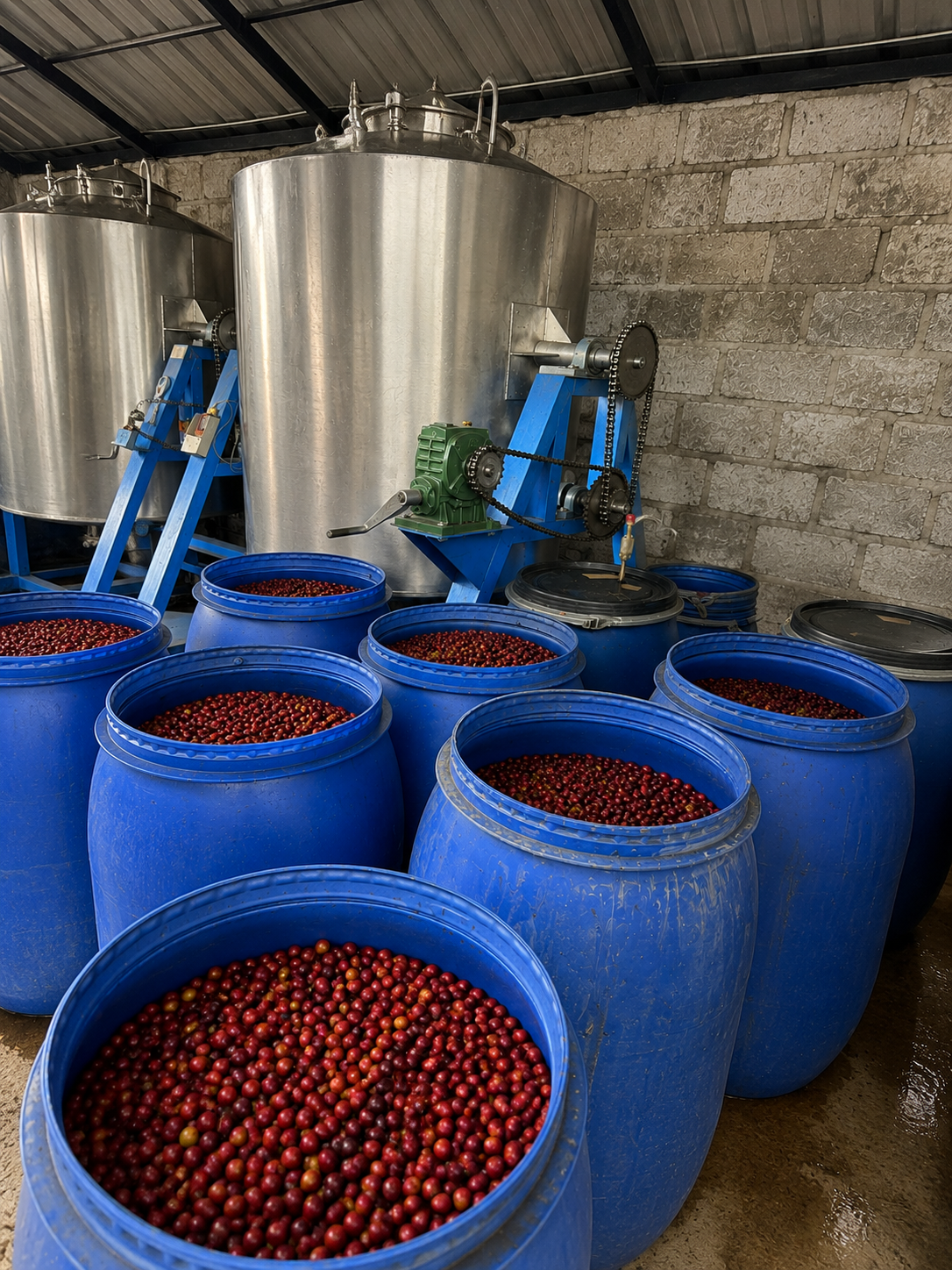 Blue barrels filled with coffee cherries, in a storage or processing area with large stainless steel tanks and mechanical equipment in the background.