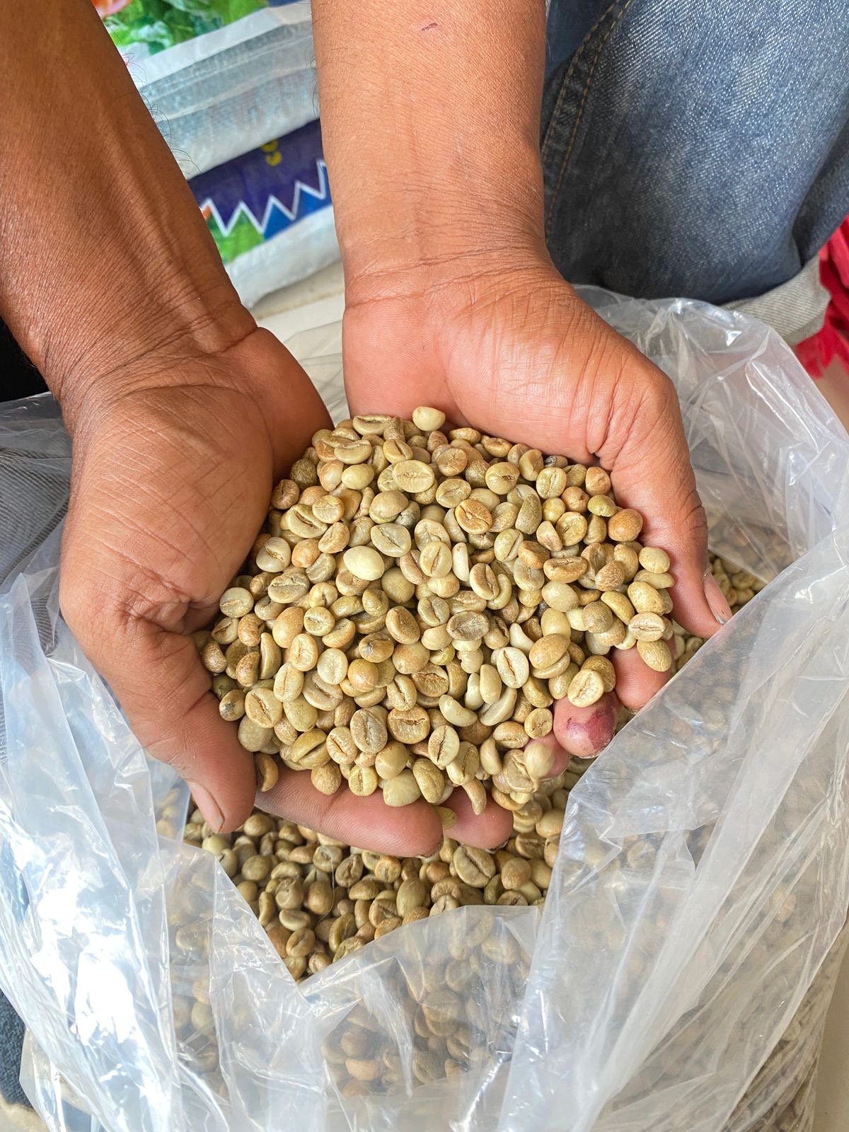 Hands holding raw, unroasted green coffee beans inside a plastic bag.