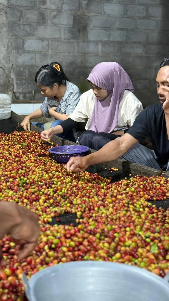 People sorting ripe coffee cherries at a processing station with a large pile of red and green coffee cherries.