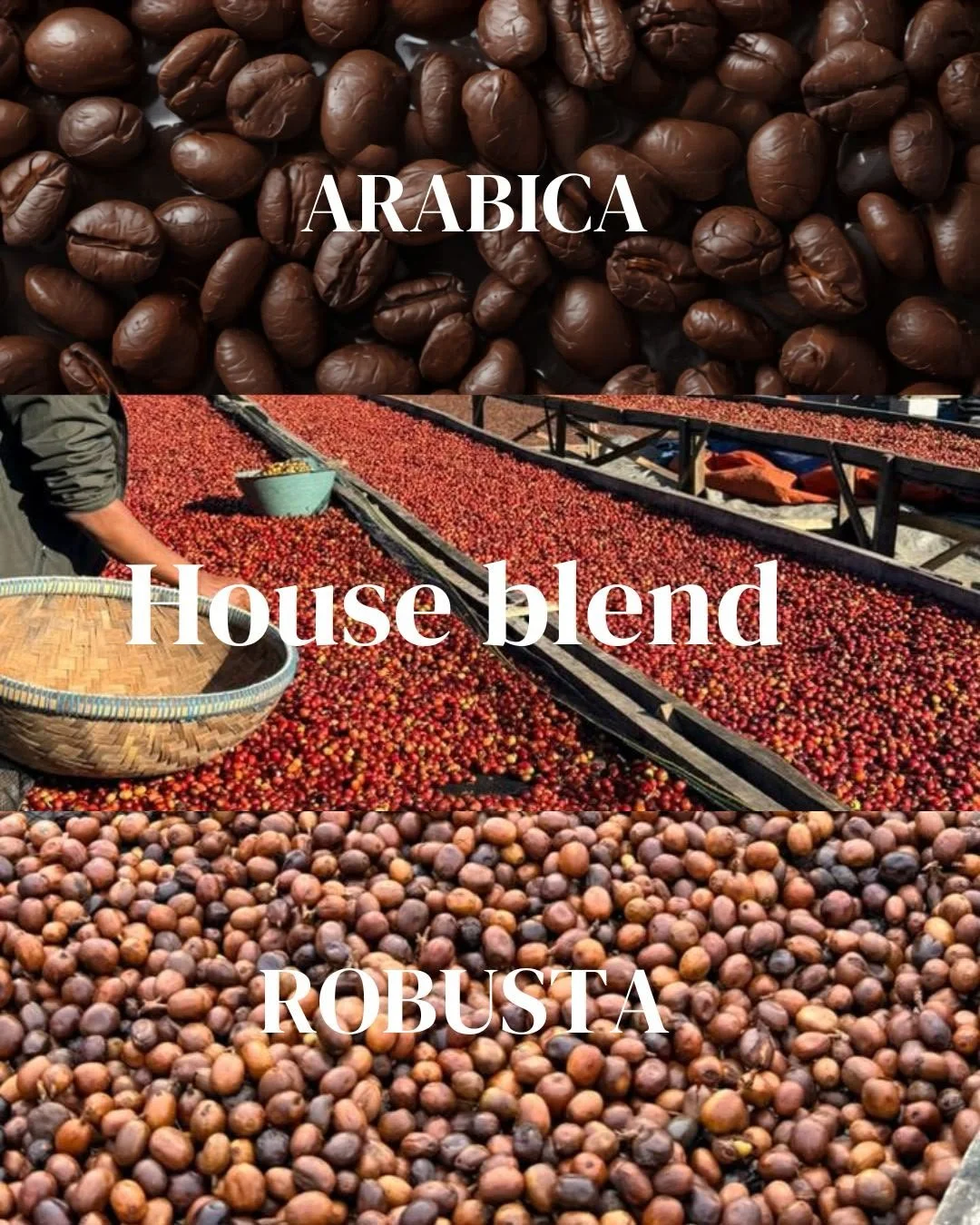Three types of coffee beans displayed in separate sections with labels: Arabica, House blend, and Robusta.