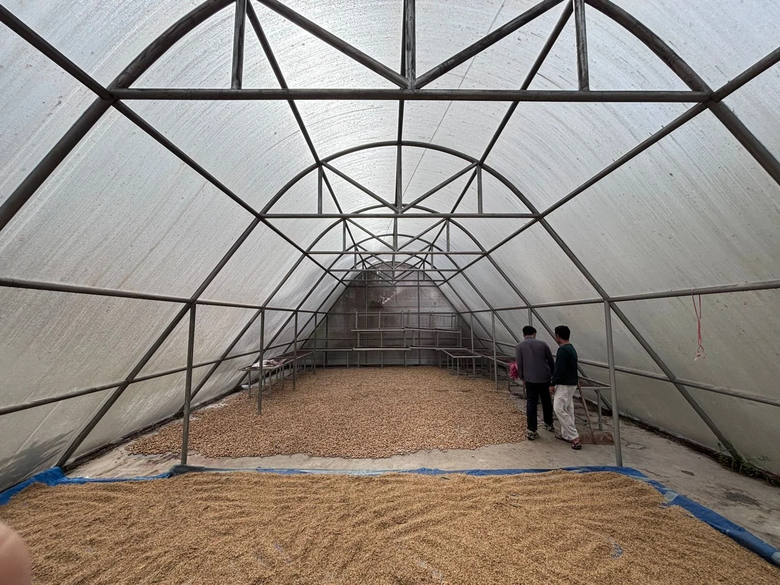 Inside a greenhouse structure with metal framing, two people are walking on a gravel floor surrounded by drying coffee beans. The greenhouse is covered with plastic sheeting.