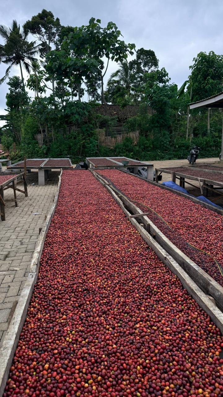 Rows of coffee cherries laid out to dry outdoors with greenery and trees in the background.