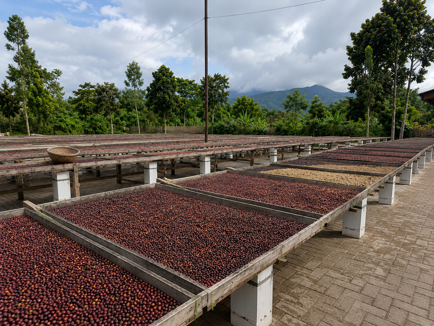 Coffee cherries drying on large flat trays outdoors with green trees and mountains in the background.
