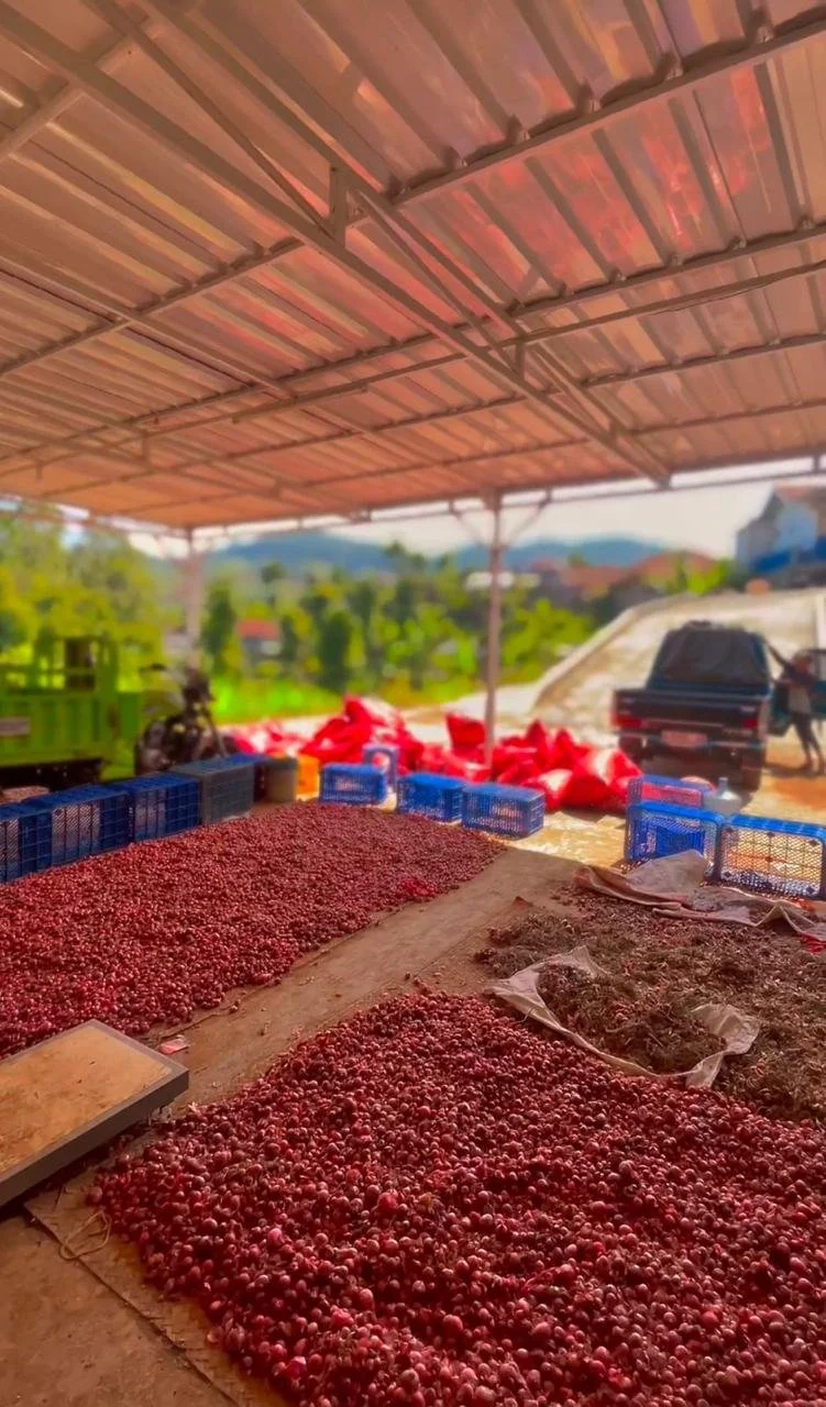Red onions drying under a metal roof on a farm with a background of green hills and parked vehicles.