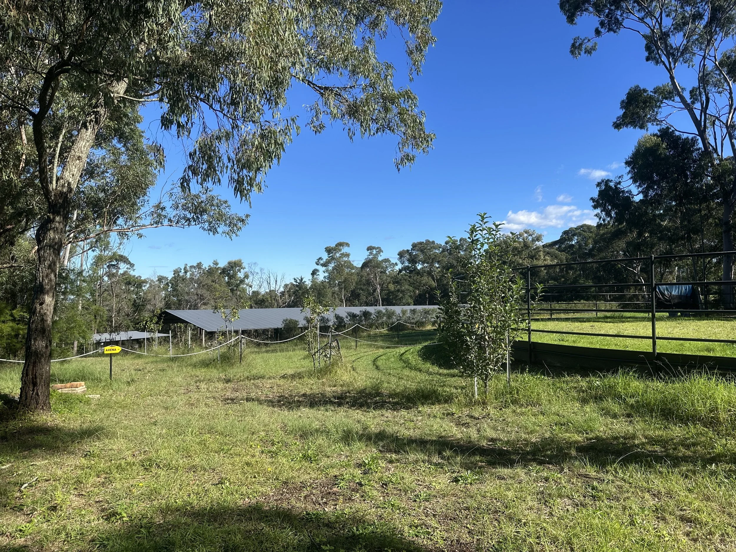 A sunny outdoor scene with green grass, several trees, and a blue sky with some white clouds. There is a fence and some structures in the background, and a sign labeled 'ARENA' in the lower left portion of the image.