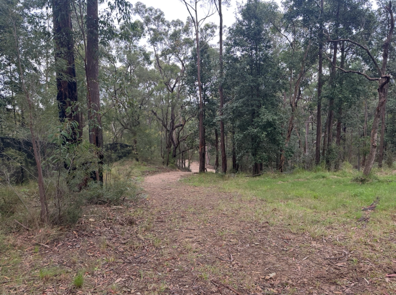 A dirt riding trail winding through a forest with tall trees, some with twisted branches and green foliage, and a patch of grass on the right side.
