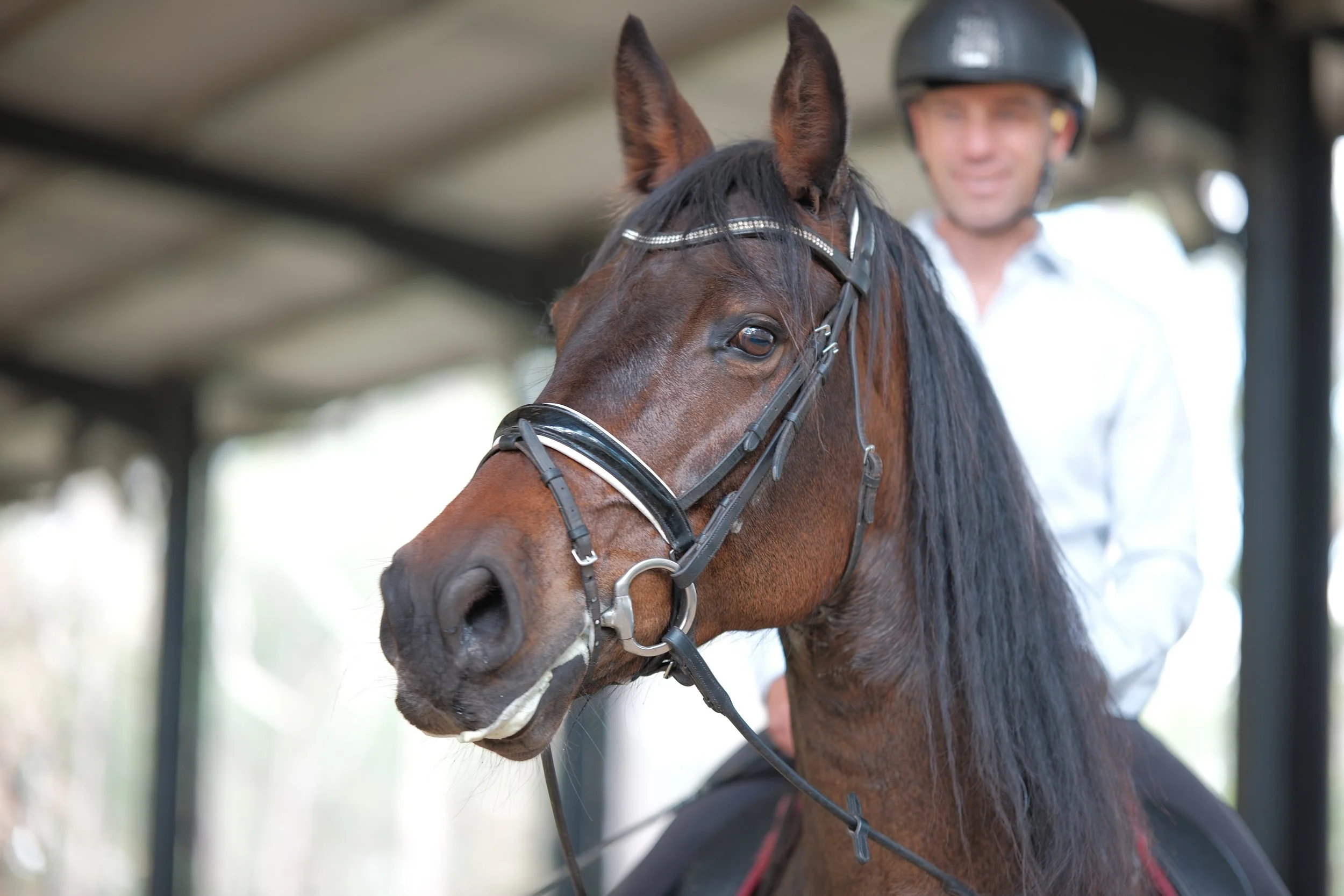 Close-up of a brown horse with a black mane, wearing a bridle, with a man in a helmet and white shirt standing in the background.