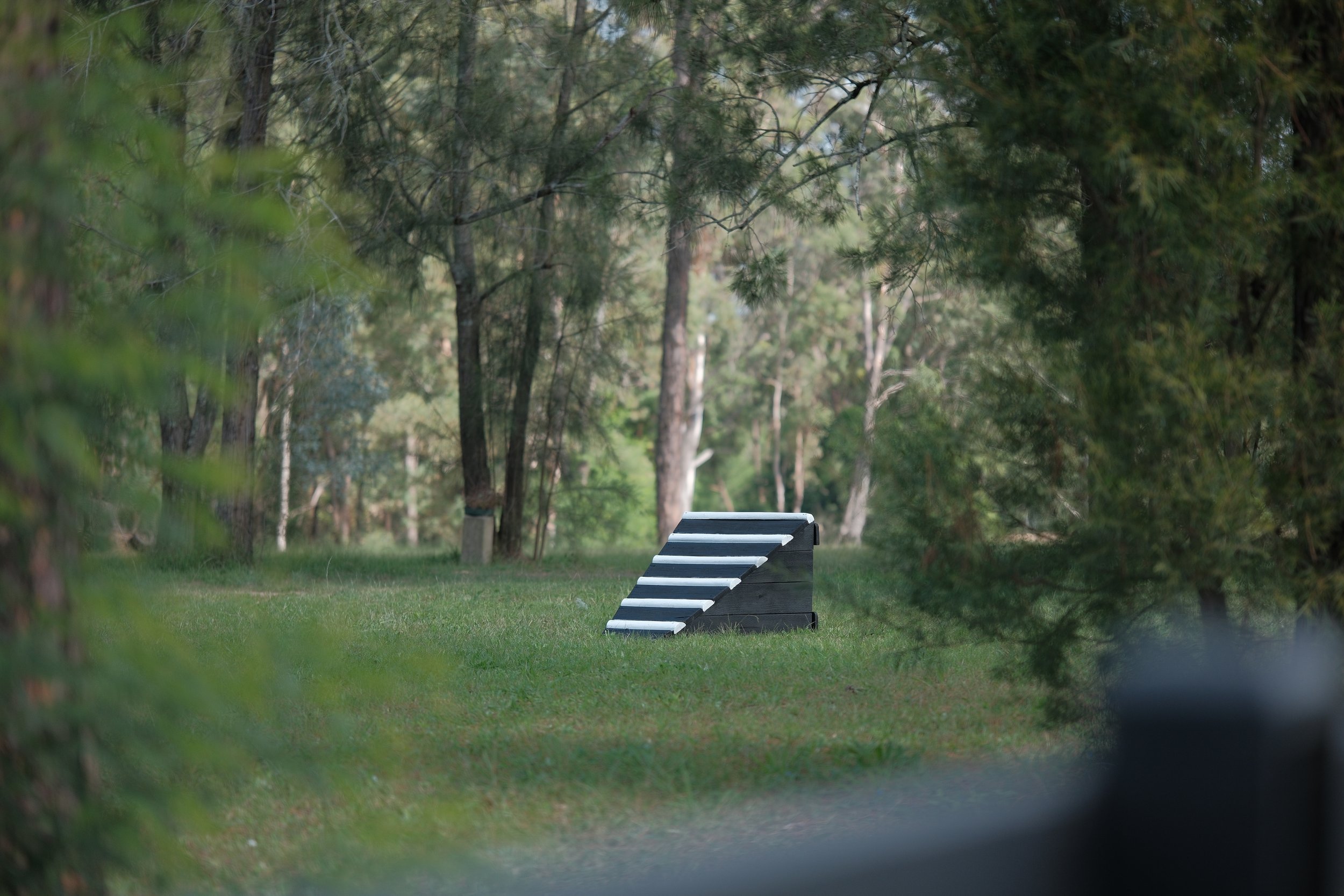 A black and white dog lying on a wooden ramp in a forested park, surrounded by trees and grass.