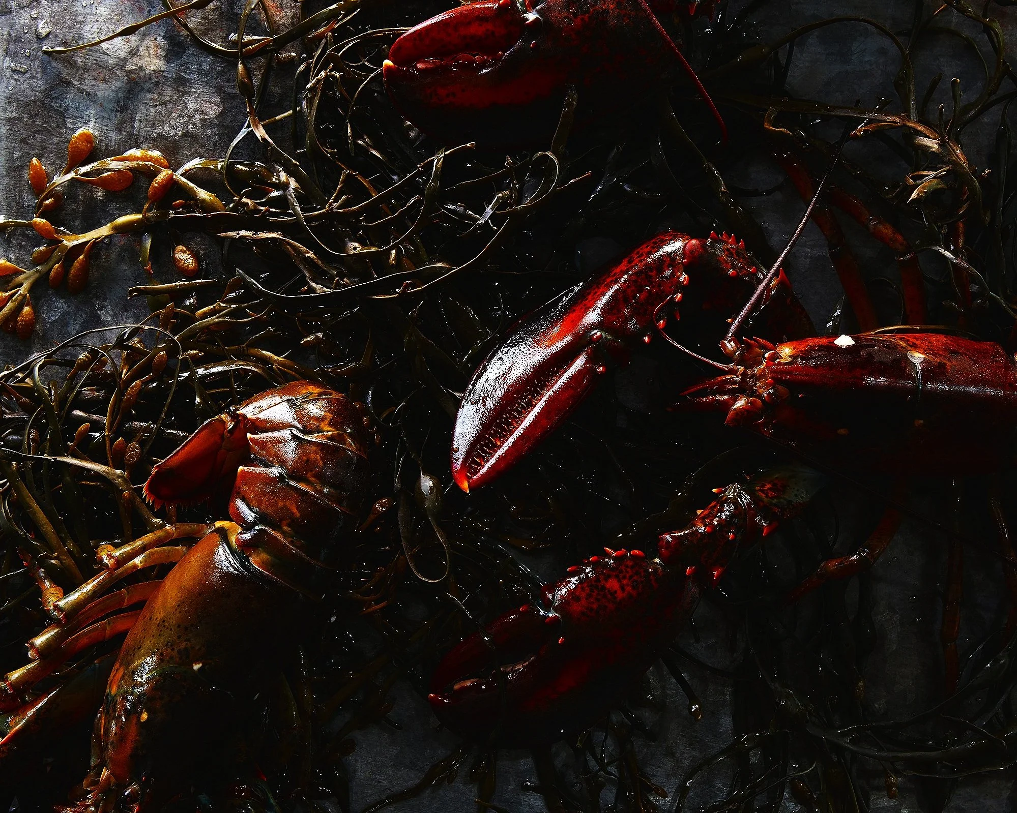 59_E_LobsterAmericane_v2-496.jpg
