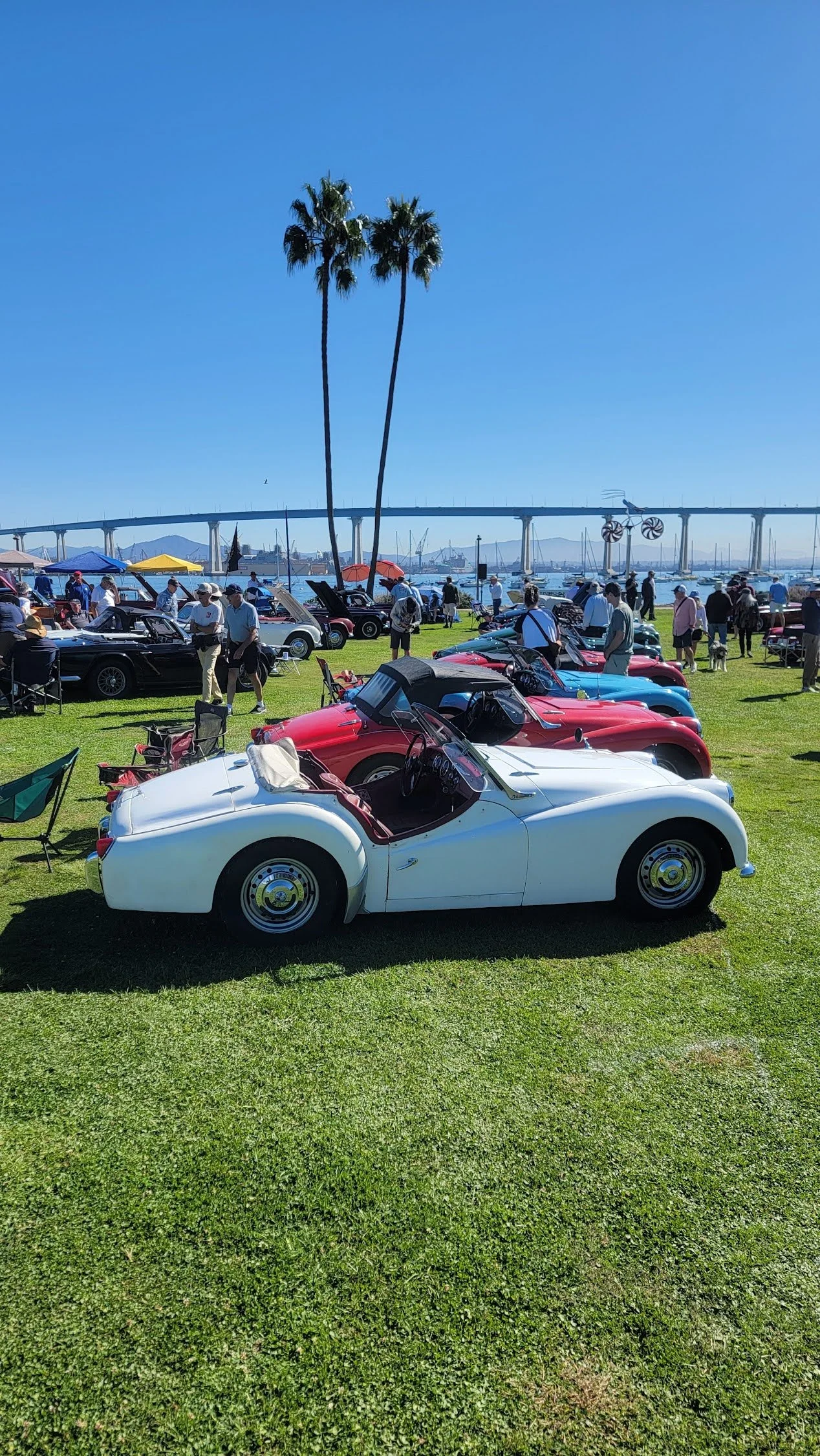 A classic white convertible car parked on a grassy area during an outdoor event, with numerous other cars, people, palm trees, a bridge, and a marina in the background.