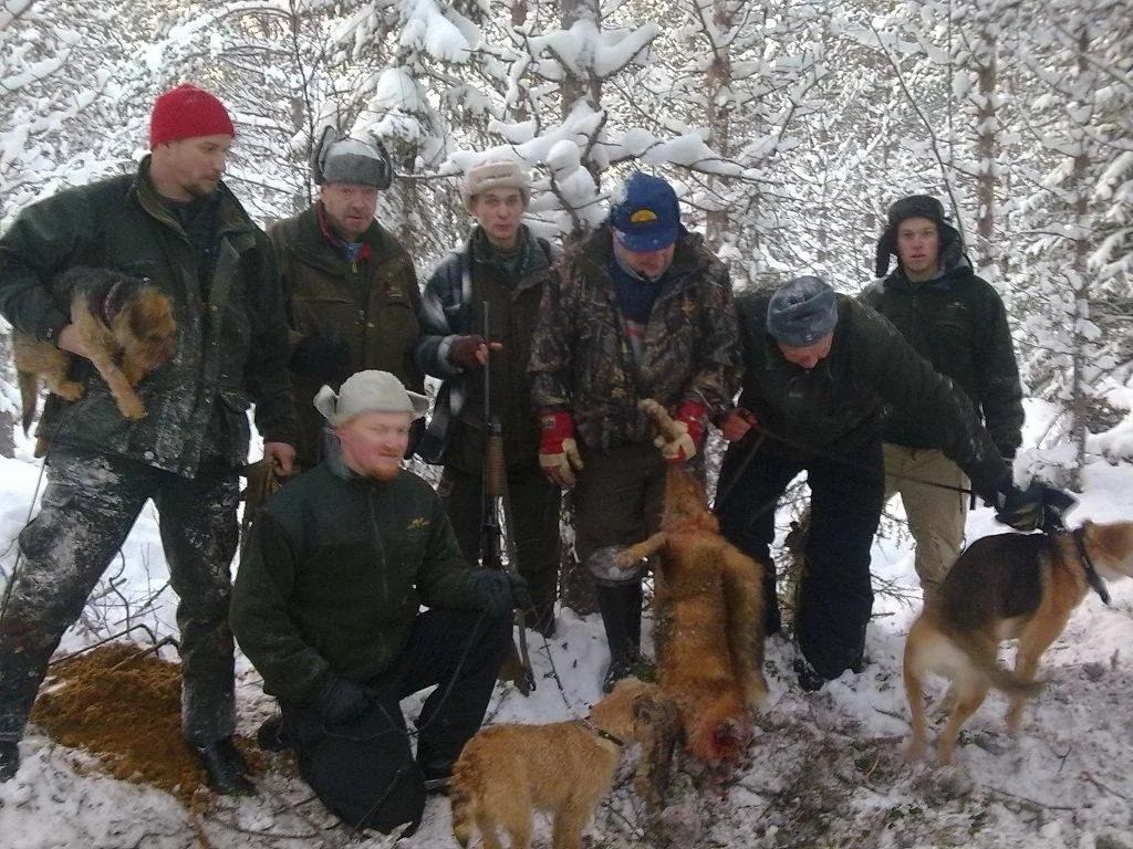 Ketunpyynti.

Aamuvarhaisella miehet lähtivät katsastamaan tuoreita ketunjälkiä kun yöllä oli tullut uutta lunta.
Kotvasen kuluttua tuoreet jäljet löytyivätkin ja Säilyn Ismon venäjänajokoira Riistakairan W-ladi lähti ketulle perään.
Repolaisella pit