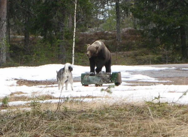 Konekarhu pena2.jpg