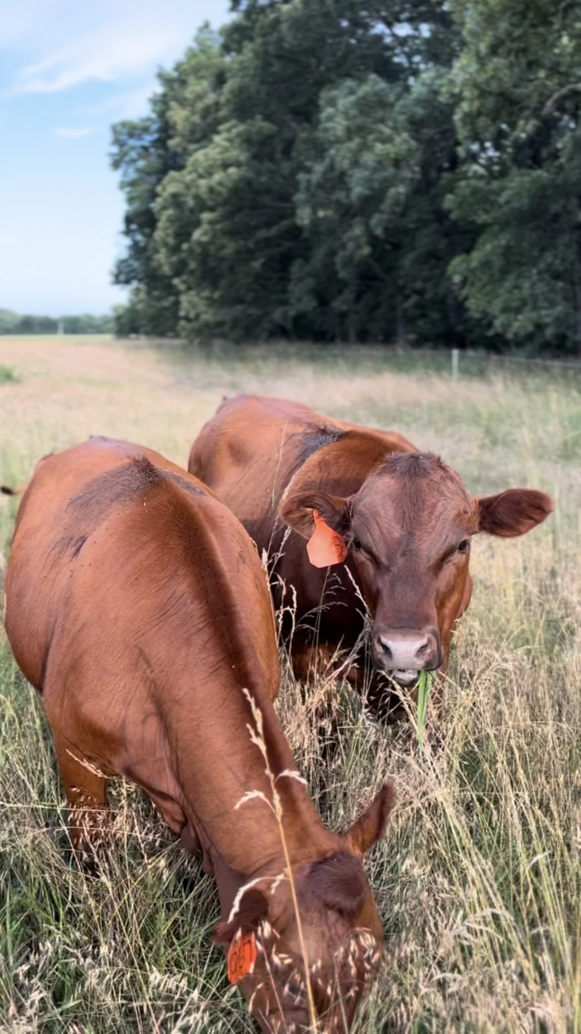 Two brown cows grazing in a grassy field near trees under a partly cloudy sky.