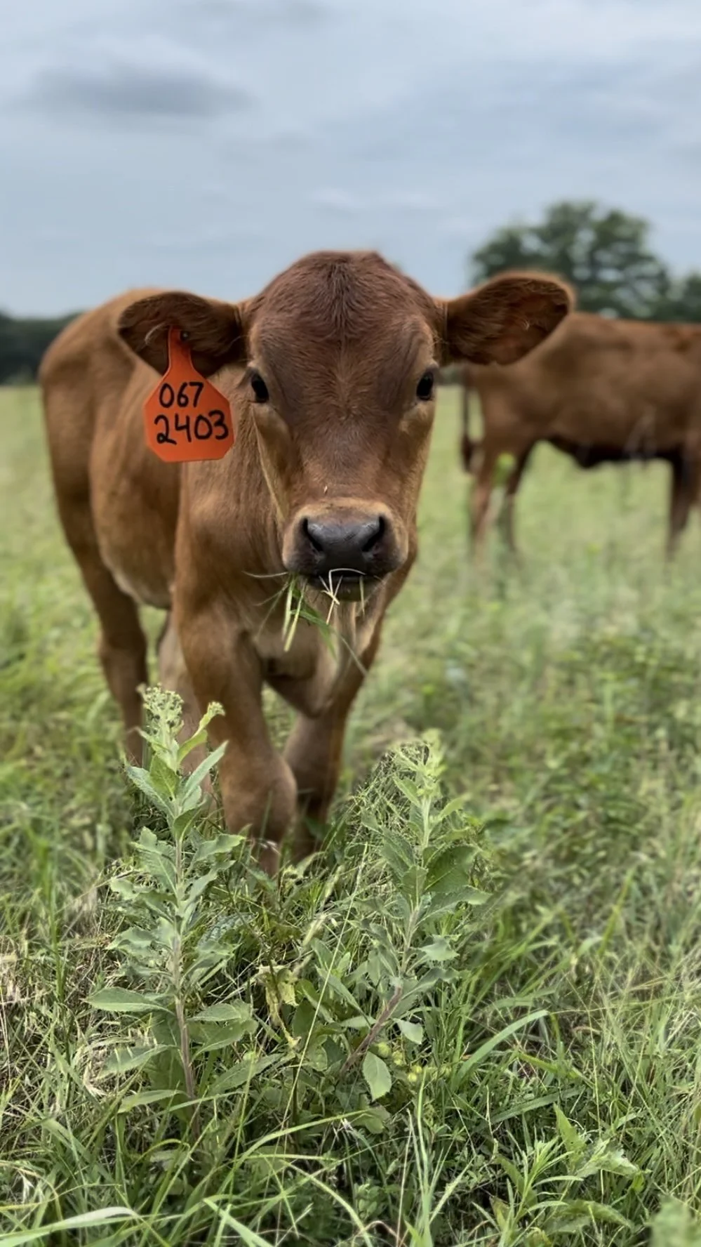 Close-up of a brown calf with orange ear tag grazing in a grassy field, with other cows in the background under cloudy skies.