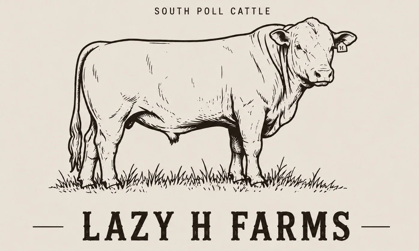 Black and white line drawing of a cow standing on grass, with the text "South Poll Cattle" above and "Lazy H Farms" below.