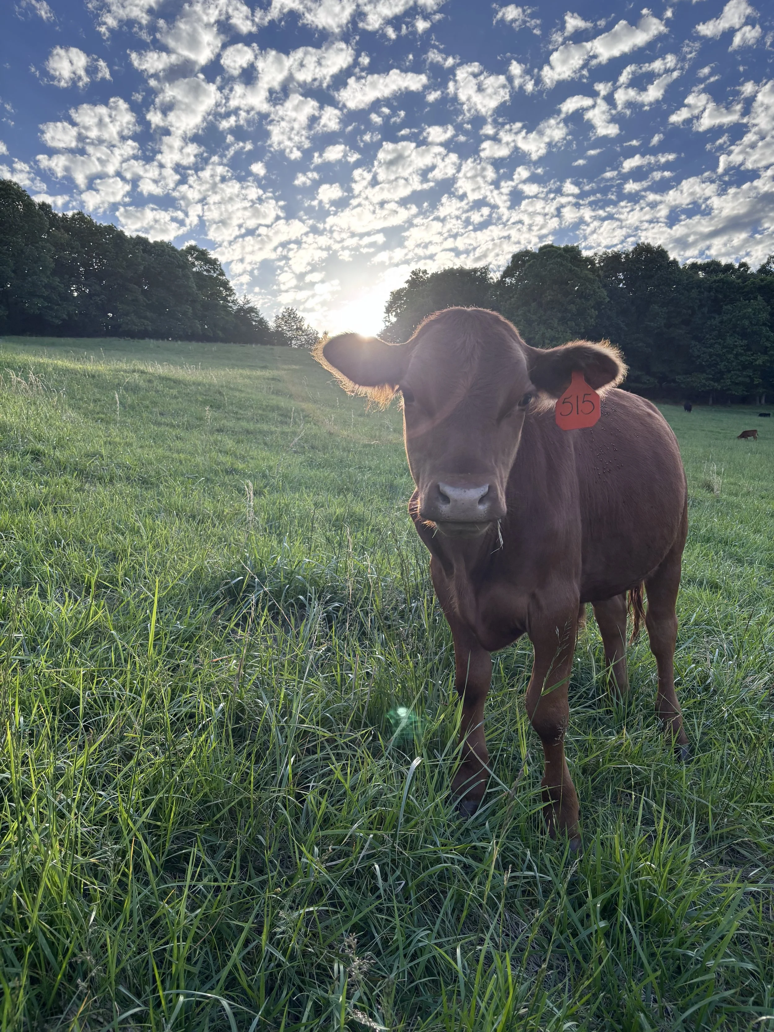 A brown cow with a red ear tag labeled "515" standing in a grassy field during sunset with clouds in the sky and trees in the background.