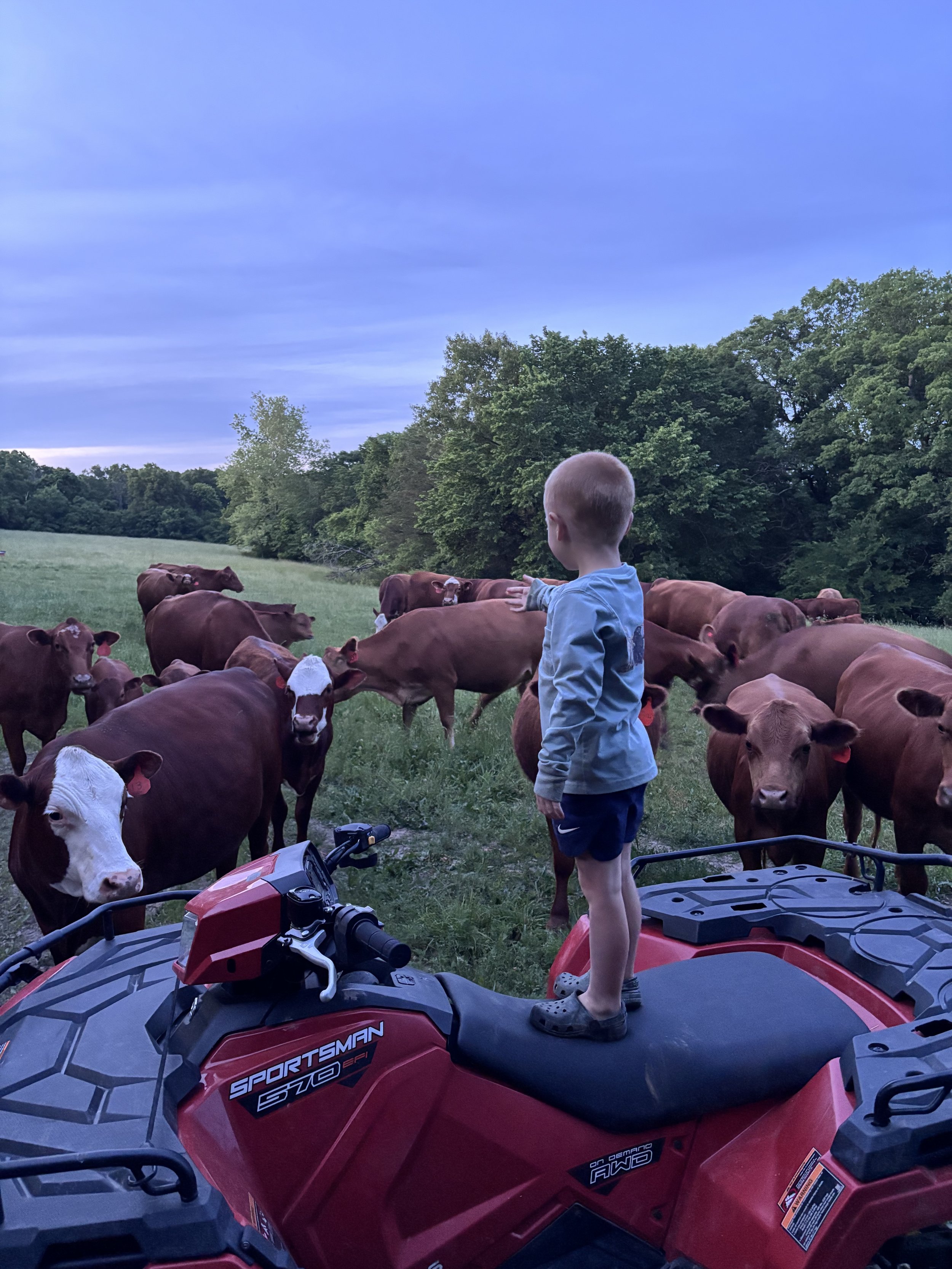 A young child with blonde hair standing on a red all-terrain vehicle, looking at a herd of cows in a green field with trees and a blue sky in the background.